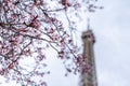 Spring in Paris. Bloomy cherry tree and the Eiffel Tower Royalty Free Stock Photo