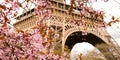 Spring in Paris. Bloomy cherry tree and the Eiffel Tower. Focus on flowers Royalty Free Stock Photo
