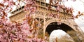 Spring in Paris. Bloomy cherry tree and the Eiffel Tower. Focus on flowers