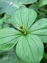 In spring, paris quadrifolia blooms in the forest