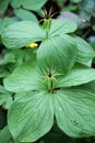 In spring, paris quadrifolia blooms in the forest