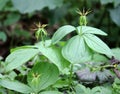 In spring, paris quadrifolia blooms in the forest