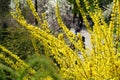 Spring park with blooming forsythia on foreground and walking people on background