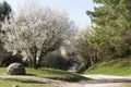 Spring Park, cherry blossom tree, pathway, pine branches