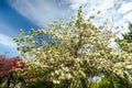 Crabapple trees in full bloom. Royalty Free Stock Photo