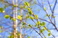 Spring in the park. Delicate green fresh young birch leaves bloom under the rays of the sun, against the backdrop of a blue sky. Royalty Free Stock Photo