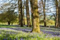 Spring in the park with blubells around a tree Royalty Free Stock Photo