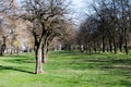 Spring Park. Green grass. Field of grass. Urban nature in the spring. Tree. Tree bark. Blue sky. Royalty Free Stock Photo