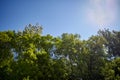 Spring Park with green trees.