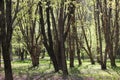 Spring park with old Manchurian cherry Prunus maackii trees