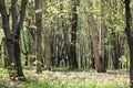 Spring park with old poplar and Manchurian cherry Prunus maackii trees