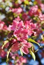 Spring park with trees in pink blossoms closeup Royalty Free Stock Photo