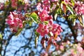 Spring park with trees in pink blossoms Royalty Free Stock Photo