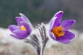 spring pasque flower