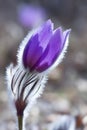 spring pasque flower