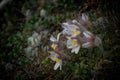 Spring pasqueflower Pulsatilla vernalis