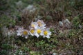 Spring pasqueflower Pulsatilla vernalis
