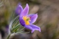 Spring pasqueflower Pulsatilla vernalis flower. Early spring background of wild beautiful flower