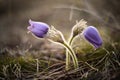 Spring pasqueflower, Pulsatilla vernalis spring flowers closed i Royalty Free Stock Photo