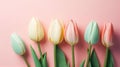 Spring pastel colours tulip flowers on retro pink colour background