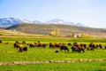 Spring pasture with grazing sheep, snow-capped mountains in backdrop. Erzurum, Turkey. Royalty Free Stock Photo