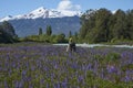 Spring in Patagonia along the Carretera Austral Royalty Free Stock Photo