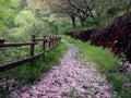 Spring path Royalty Free Stock Photo