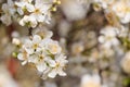 Beautiful spring nature blossom backdrop or pattern web banner or header. Blurred space for your text. Royalty Free Stock Photo