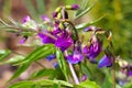 Spring pea or Lathyrus vernus is blooming Royalty Free Stock Photo