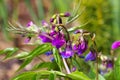 Spring pea or Lathyrus vernus is blooming Royalty Free Stock Photo