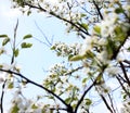 Spring, pear fruit tree blossoms Royalty Free Stock Photo