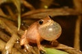 spring peeper frog (Pseudacris crucifer) Royalty Free Stock Photo