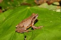 Spring Peeper (Pseudacris crucifer)