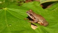 Spring Peeper (Pseudacris crucifer)