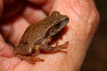 Spring Peeper (Pseudacris crucifer)