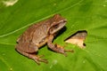 Spring Peeper (Pseudacris crucifer)