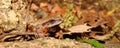 Spring Peeper (Pseudacris crucifer)