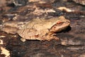 Spring Peeper (Pseudacris crucifer)