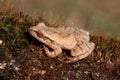 Spring Peeper (Pseudacris crucifer)