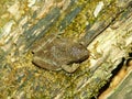 Spring Peeper (Pseudacris crucifer)