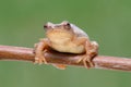 Spring Peeper (Pseudacris crucifer)