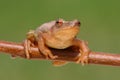 Spring Peeper (Pseudacris crucifer)