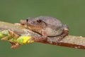 Spring Peeper (Pseudacris crucifer)