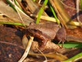 Spring Peeper (Pseudacris crucifer)