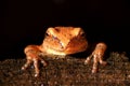 Spring Peeper (Pseudacris crucifer)