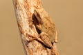 Spring Peeper (Pseudacris crucifer)