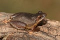 Spring Peeper Pseudacris crucifer