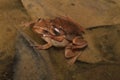 Spring Peepers (Pseudacris crucifer) in amplexus. Royalty Free Stock Photo