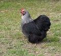 Spring pekin black Bantam Hen free range on grass Royalty Free Stock Photo