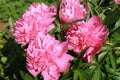 Spring. Peony blossom. Royalty Free Stock Photo